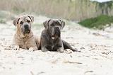CANE CORSO 538